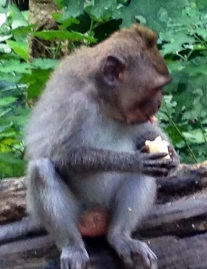 Monkey with Banana