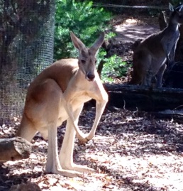 Kangaroo at Perth Zoo