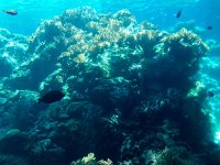 ActionOnReef  Great Barrier Reef Aquarium - Reef Activity