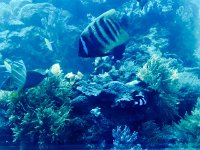 ExploringReef  Great Barrier Reef Aquarium - Reef Close-up