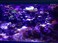 LivingReef  Great Barrier Reef Aquarium - Living Reef