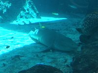 RestingShark  Great Barrier Reef Aquarium - Resting Shark