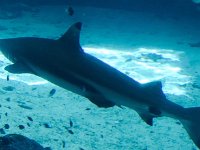 Shark  Great Barrier Reef Aquarium - Shark