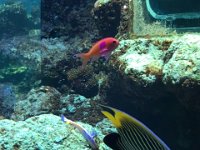 SwimmingBy  Great Barrier Reef Aquarium - Swimming Past