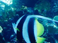 fish  Great Barrier Reef Aquarium - Fish Close-up