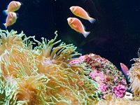 multipleFish  Great Barrier Reef Aquarium - Close-up
