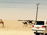 CamelsAsideRoad  Arabian Desert - Camels