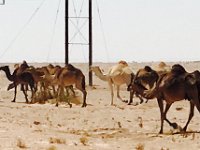 CamelsAsideRoad2  Arabian Desert - Camels Aside Road
