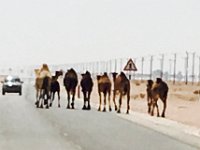 CamelsInRoad  Arabian Desert - Camels in Road