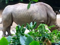 zooWhiteRhino  Zoo - White Rhinoceros 1