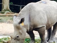 zooWhiteRhino2  Zoo - White Rhinoceros 2