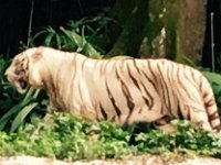 zooWhiteTiger  Zoo - White Tiger
