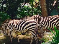 zooZebras  Zoo - Zebras