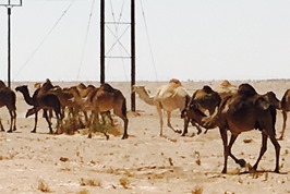 Camels in Arabian Desert