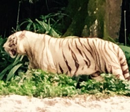 Singapore Zoo White Tiger