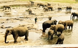 Elephant Orphanage from Dee Wescott